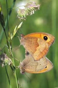 <i>Maniola jurtina</i>