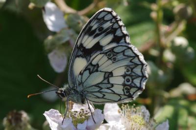 <i>Melanargia galathea</i>