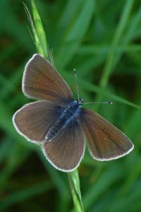 <i>Cyaniris semiargus</i>