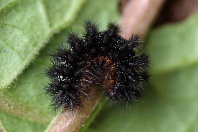 <i>Melitaea phoebe</i>