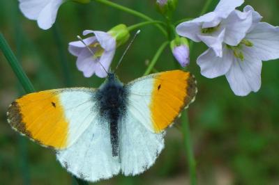 <i>Anthocharis cardamines</i>