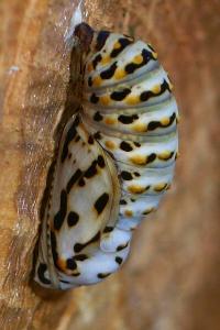 <i>Euphydryas aurinia</i>