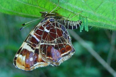 <i>Araschnia levana</i>