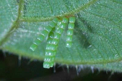 <i>Araschnia levana</i>