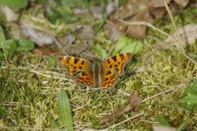 <i>Polygonia c-album</i>