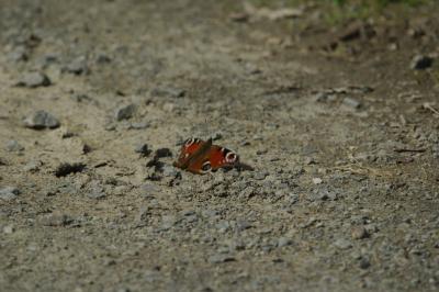 <i>Aglais io</i>