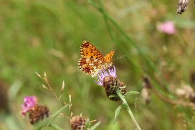 Boloria selene