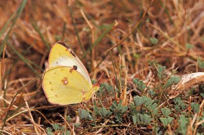 Colias alfacariensis