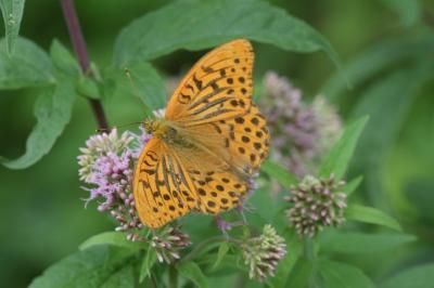 Argynnis paphia