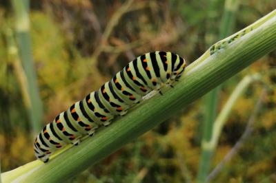Papilio machaon
