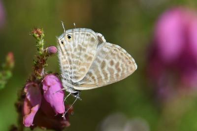Leptotes pirithous