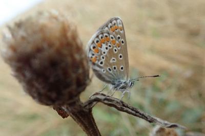 Polyommatus icarus
