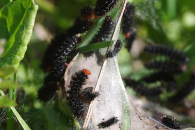 Melitaea cinxia