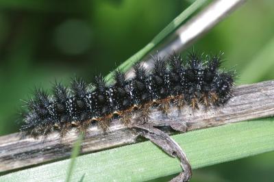 Melitaea phoebe