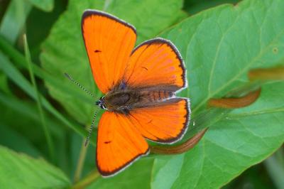 Lycaena dispar