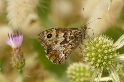 Hipparchia semele