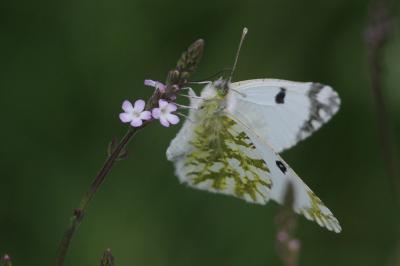 Euchloe crameri