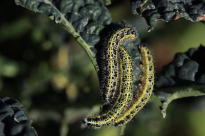 Pieris brassicae