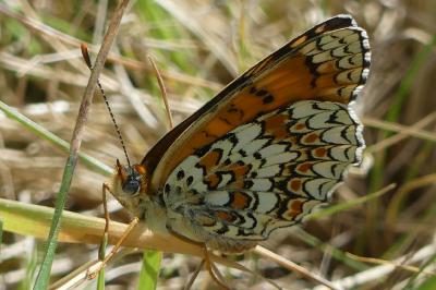 Melitaea phoebe