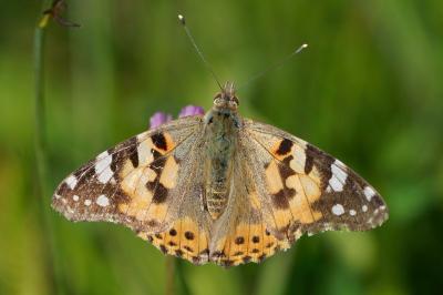 Vanessa cardui