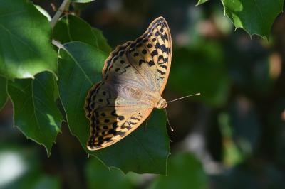 Argynnis pandora