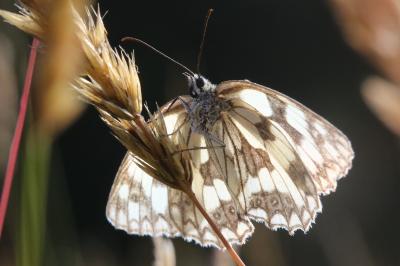 Melanargia galathea
