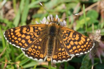 Melitaea cinxia