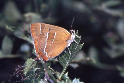 Thecla betulae