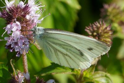 Pieris napi