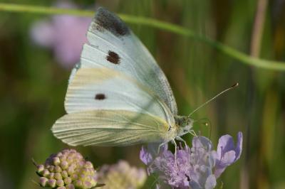 Pieris rapae
