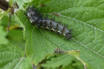 Vanessa atalanta
