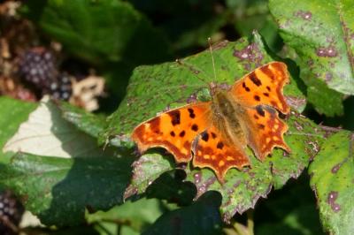 Polygonia c-album