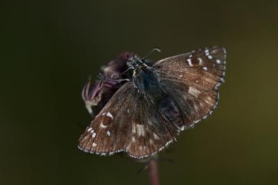 Pyrgus armoricanus