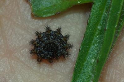 Melitaea parthenoides
