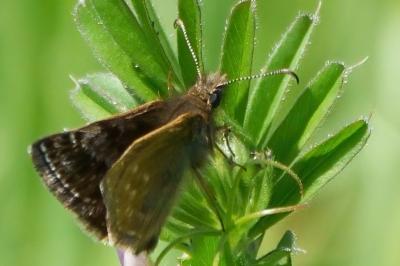 Erynnis tages