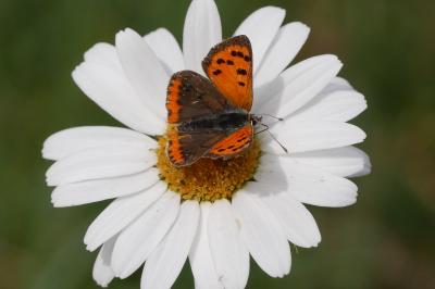 Lycaena phlaeas