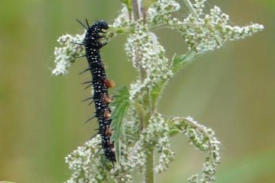Aglais io