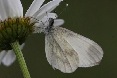 Leptidea sinapis