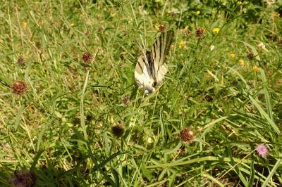 Iphiclides podalirius