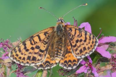 Melitaea didyma