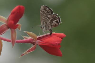 Cacyreus marshalli