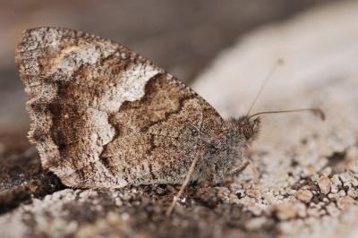 Hipparchia statilinus