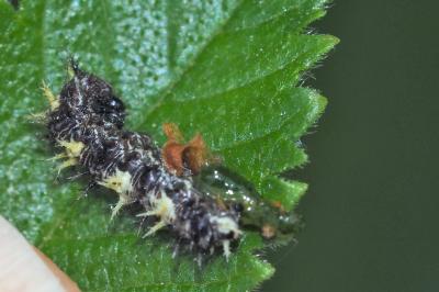 Polygonia c-album