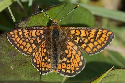 Euphydryas aurinia