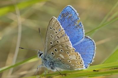 Lysandra bellargus