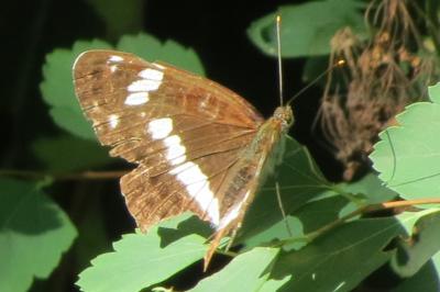 Limenitis camilla