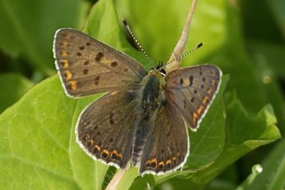 Lycaena tityrus