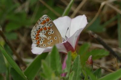 Aricia agestis