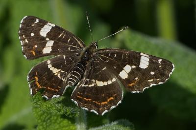 Araschnia levana