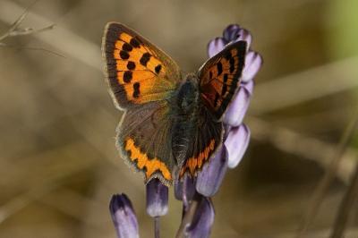 Lycaena phlaeas